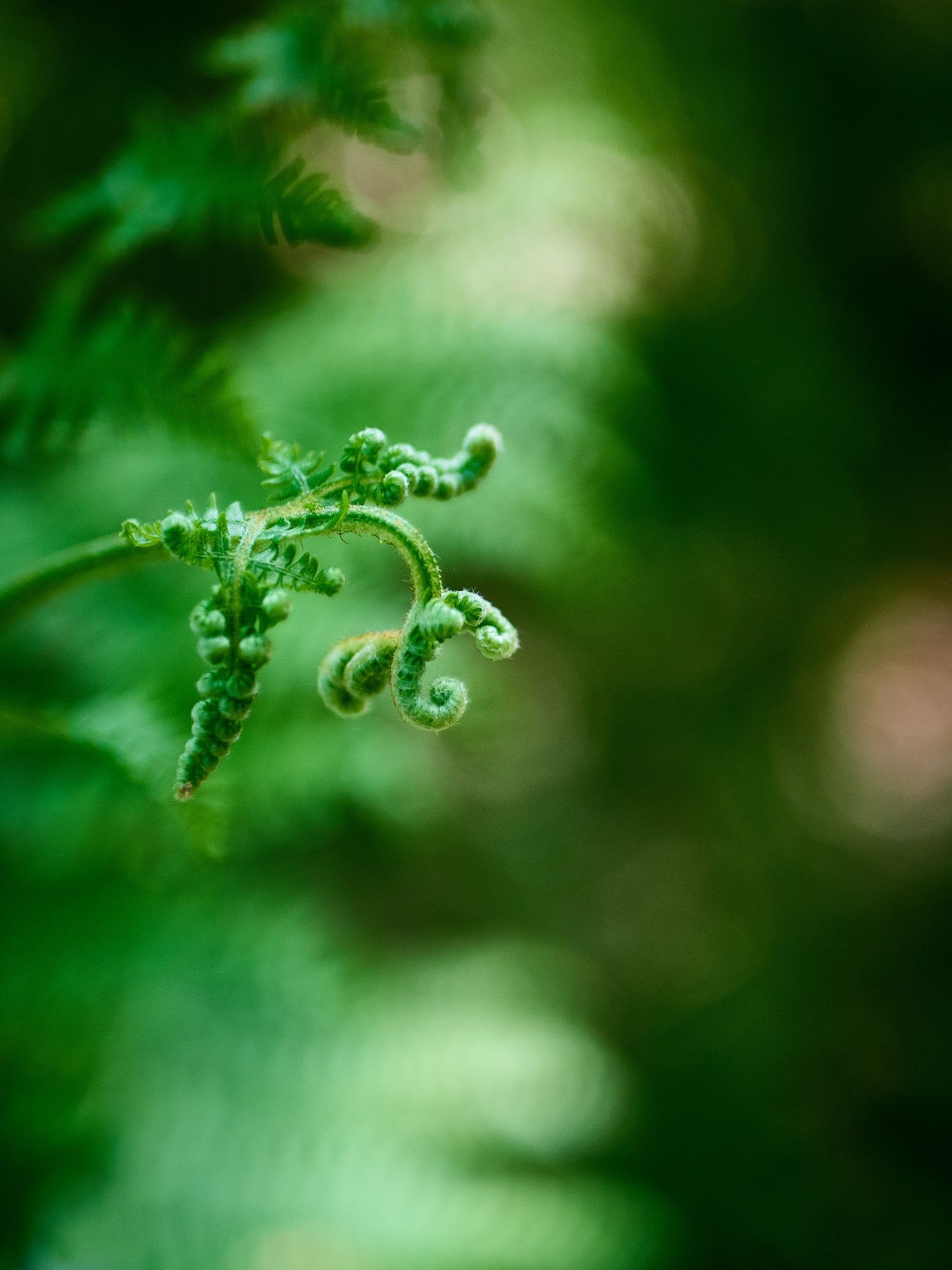 Fern