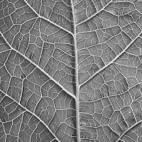 komorebi-leaf